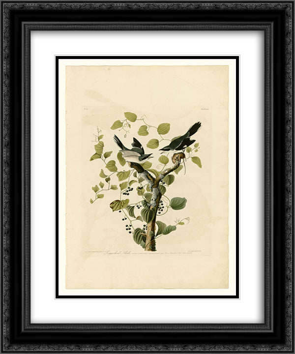 Plate 57. Loggerhead Shrike 20x24 Black Ornate Wood Framed Art Print Poster with Double Matting by Audubon, John James