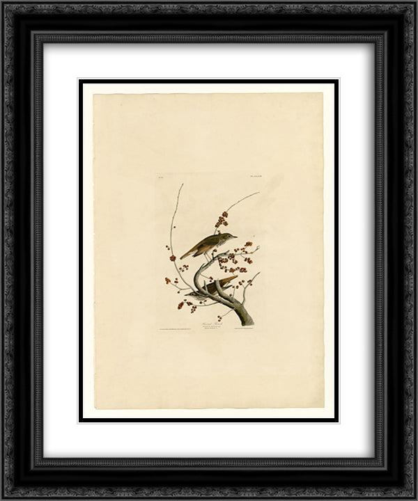 Plate 58.Hermit Thrush 20x24 Black Ornate Wood Framed Art Print Poster with Double Matting by Audubon, John James