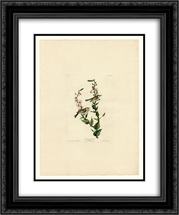 Plate 59. Chestnut-sided Warbler 20x24 Black Ornate Wood Framed Art Print Poster with Double Matting by Audubon, John James