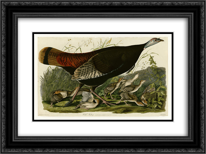 Plate 6. Wild Turkey 24x18 Black Ornate Wood Framed Art Print Poster with Double Matting by Audubon, John James