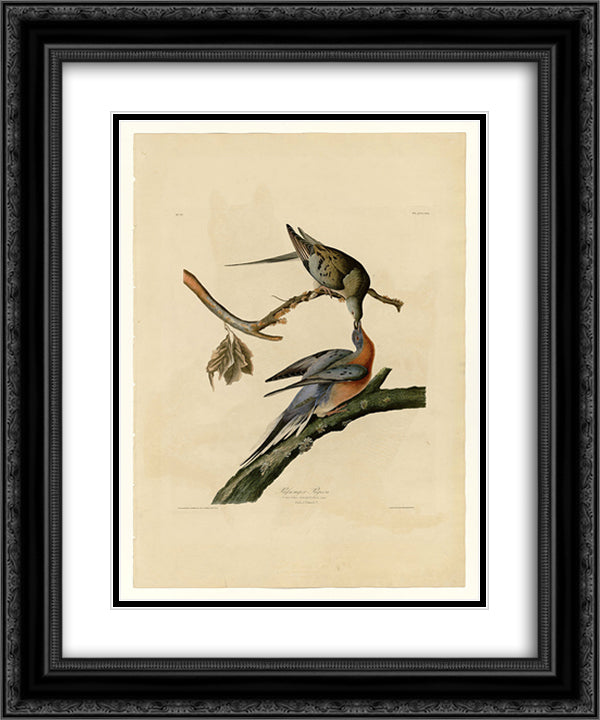 Plate 62. Passenger Pigeon 20x24 Black Ornate Wood Framed Art Print Poster with Double Matting by Audubon, John James