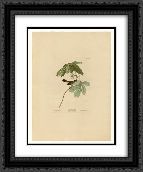Plate 64 Swamp Sparrow 20x24 Black Ornate Wood Framed Art Print Poster with Double Matting by Audubon, John James