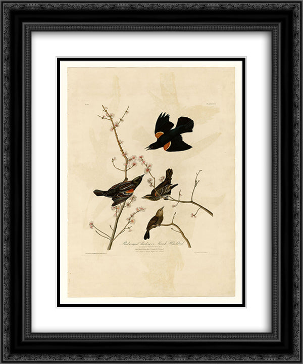Plate 67 Red-winged Starling or Marsh Blackbird 20x24 Black Ornate Wood Framed Art Print Poster with Double Matting by Audubon, John James