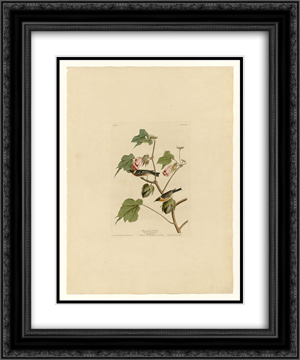 Plate 69 Bay-breasted Warbler 20x24 Black Ornate Wood Framed Art Print Poster with Double Matting by Audubon, John James