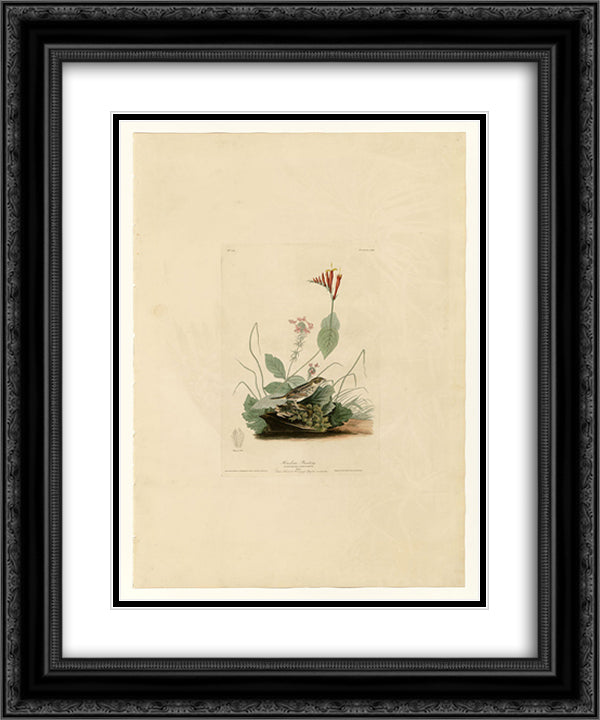 Plate 70 Henslow's Bunting 20x24 Black Ornate Wood Framed Art Print Poster with Double Matting by Audubon, John James