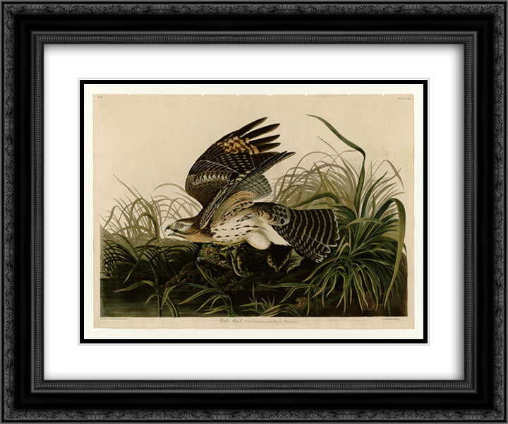 Plate 71 Winter Hawk 24x20 Black Ornate Wood Framed Art Print Poster with Double Matting by Audubon, John James