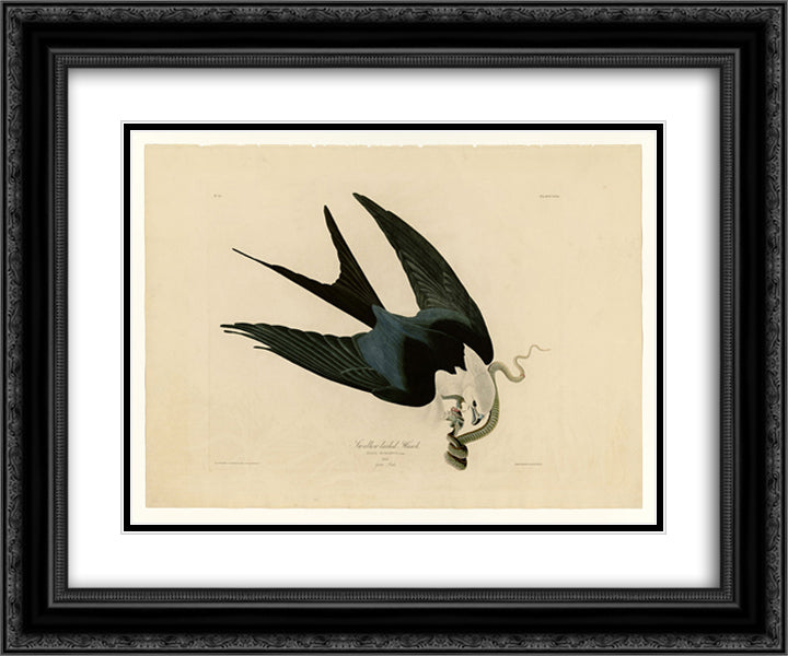 Plate 72 Swallow-tailed Hawk 24x20 Black Ornate Wood Framed Art Print Poster with Double Matting by Audubon, John James