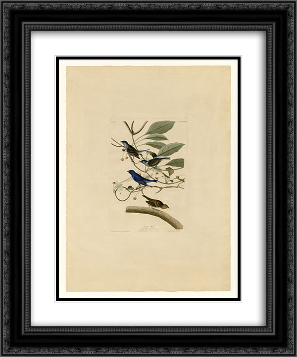 Plate 74 Indigo Bird 20x24 Black Ornate Wood Framed Art Print Poster with Double Matting by Audubon, John James