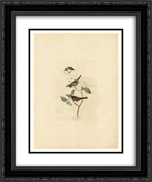 Plate 8 White throated Sparrow 20x24 Black Ornate Wood Framed Art Print Poster with Double Matting by Audubon, John James