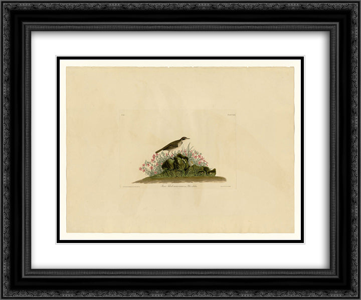 Plate 80 Prairie Titlark 24x20 Black Ornate Wood Framed Art Print Poster with Double Matting by Audubon, John James