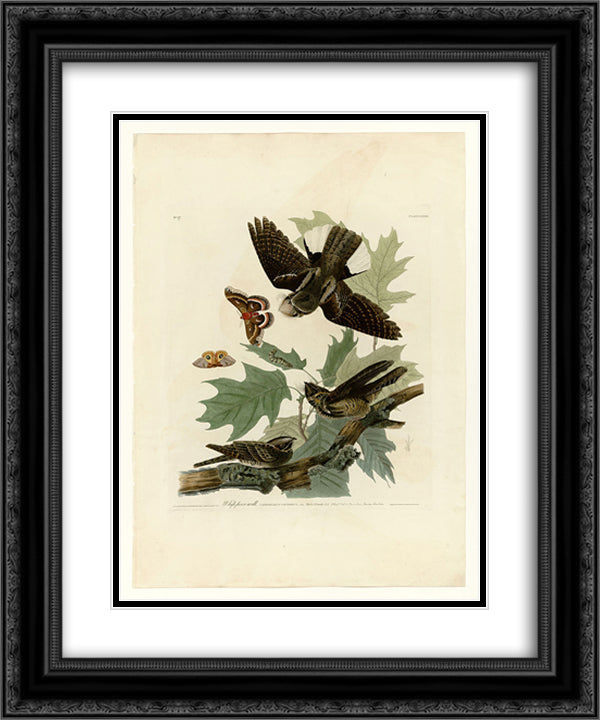 Plate 82 Whip-poor-will 20x24 Black Ornate Wood Framed Art Print Poster with Double Matting by Audubon, John James