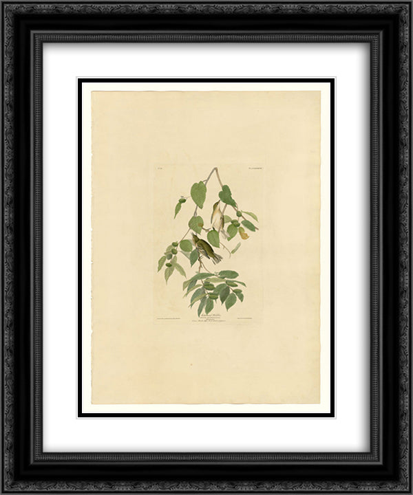 Plate 88 Autumnal Warbler 20x24 Black Ornate Wood Framed Art Print Poster with Double Matting by Audubon, John James
