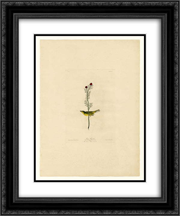Plate 9 Selby's Flycatcher 20x24 Black Ornate Wood Framed Art Print Poster with Double Matting by Audubon, John James