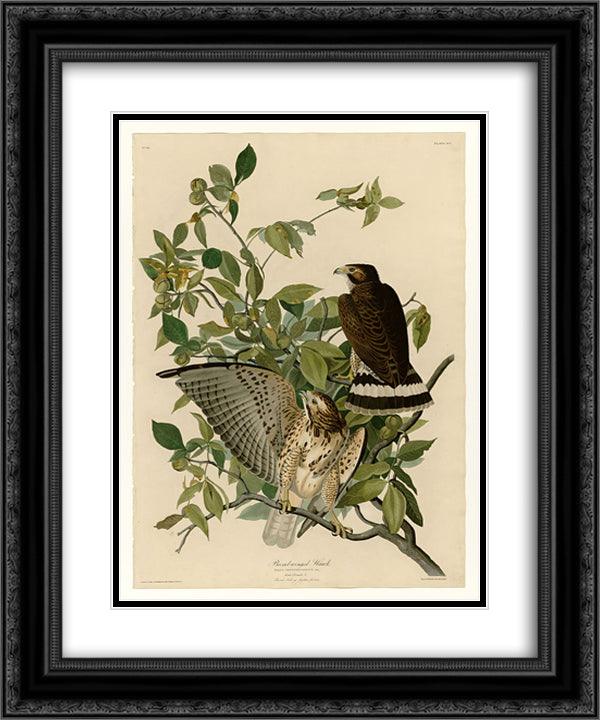 Plate 91 Broad-winged Hawk 20x24 Black Ornate Wood Framed Art Print Poster with Double Matting by Audubon, John James