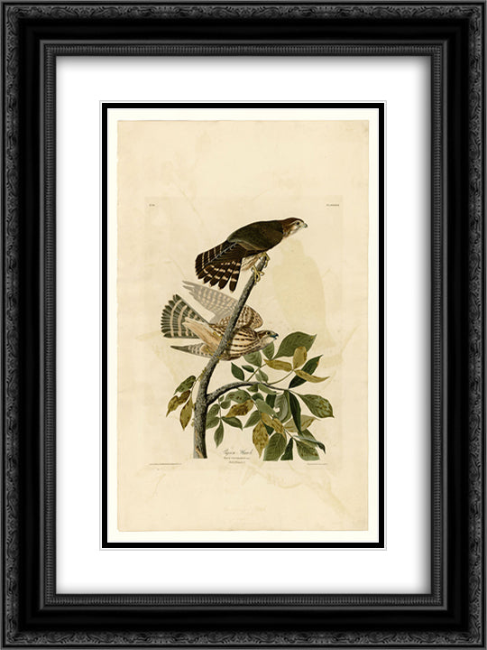 Plate 92 Pigeon Hawk 18x24 Black Ornate Wood Framed Art Print Poster with Double Matting by Audubon, John James
