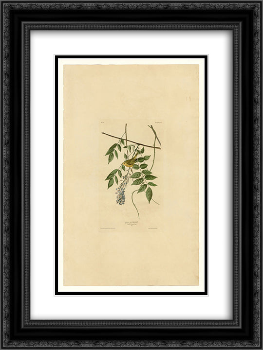 Plate 95 Yellow-poll Warbler 18x24 Black Ornate Wood Framed Art Print Poster with Double Matting by Audubon, John James
