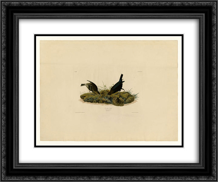 Plate 99 Cow-pen Bird 24x20 Black Ornate Wood Framed Art Print Poster with Double Matting by Audubon, John James