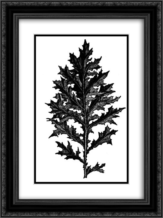 Acanthus 18x24 Black Ornate Wood Framed Art Print Poster with Double Matting by Ruskin, John