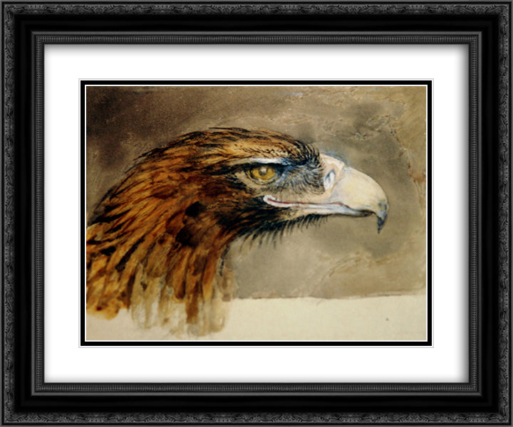 Eagle's head from life 24x20 Black Ornate Wood Framed Art Print Poster with Double Matting by Ruskin, John