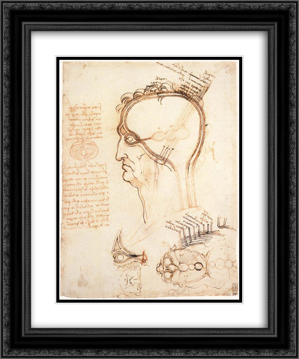 Comparison of scalp skin and onion 20x24 Black Ornate Wood Framed Art Print Poster with Double Matting by da Vinci, Leonardo