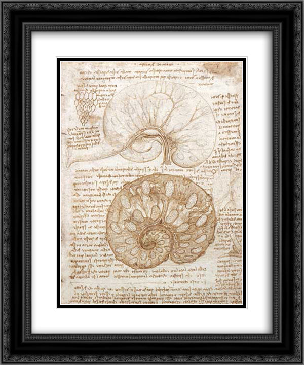 Drawing of the uterus of a pregnant cow 20x24 Black Ornate Wood Framed Art Print Poster with Double Matting by da Vinci, Leonardo