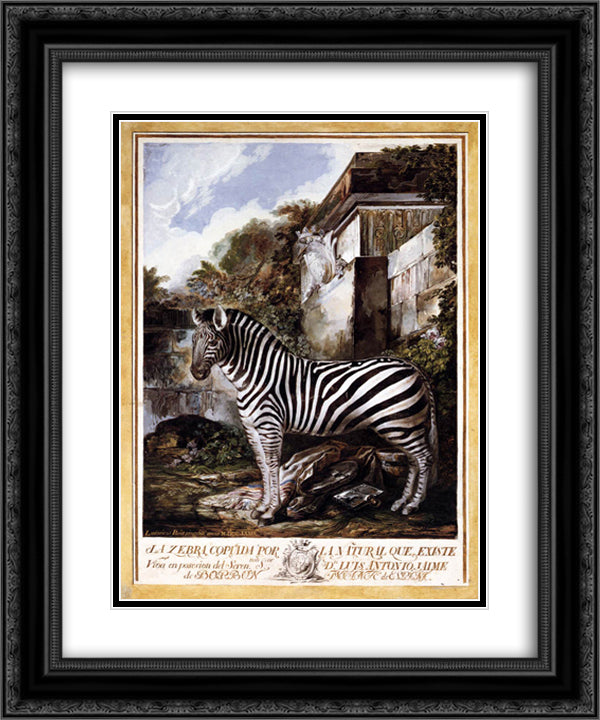 Zebra 20x24 Black Ornate Wood Framed Art Print Poster with Double Matting by Paret y Alcazar, Luis