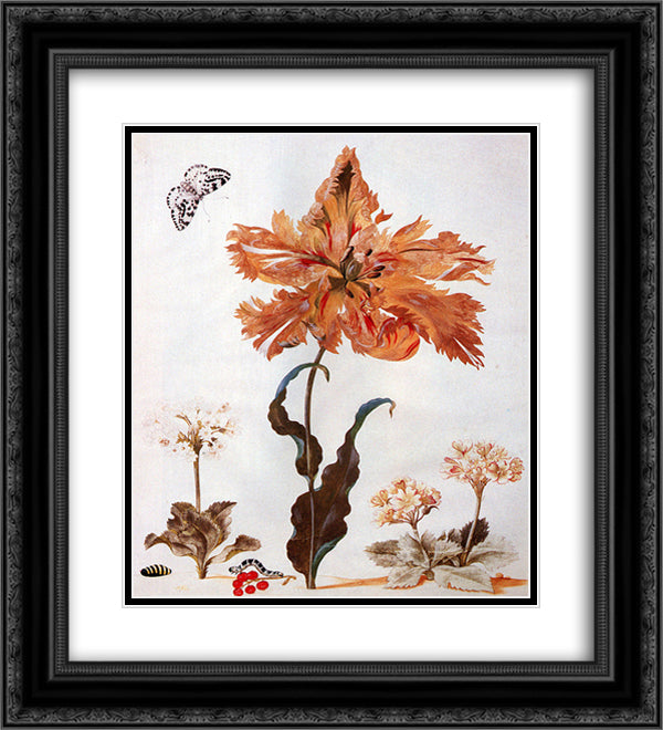 A Parrot Tulip, Auriculas, and Red Currants, with a Magpie Moth, its Caterpillar and Pupa 20x22 Black Ornate Wood Framed Art Print Poster with Double Matting by Merian, Maria Sibylla
