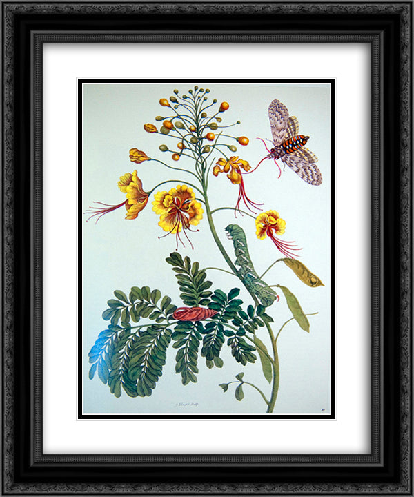 from Metamorphosis insectorum Surinamensium, Plate XLV 20x24 Black Ornate Wood Framed Art Print Poster with Double Matting by Merian, Maria Sibylla