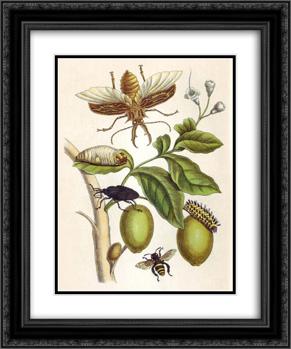 from Metamorphosis insectorum Surinamensium, Plate XLVIII 20x24 Black Ornate Wood Framed Art Print Poster with Double Matting by Merian, Maria Sibylla