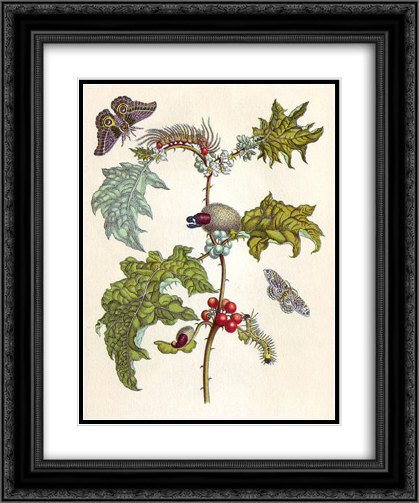 from Metamorphosis insectorum Surinamensium 20x24 Black Ornate Wood Framed Art Print Poster with Double Matting by Merian, Maria Sibylla