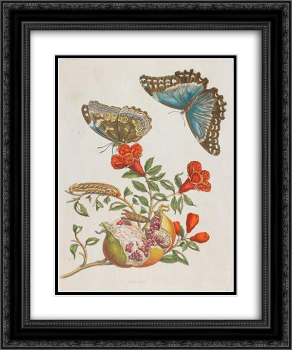 Granatapfel 20x24 Black Ornate Wood Framed Art Print Poster with Double Matting by Merian, Maria Sibylla