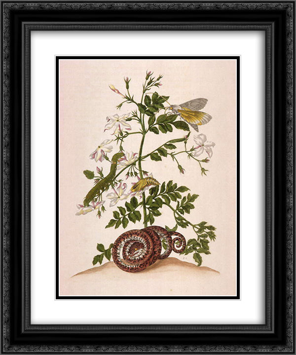 Metamorphosis insectorum Surinamensium (Metamorphosis of the Insects of Suriname), figure 46 20x24 Black Ornate Wood Framed Art Print Poster with Double Matting by Merian, Maria Sibylla