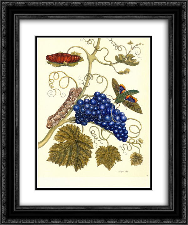 Plate of a moth (Eumorpha labruscae) that feeds on grape (Vitis vinifera) 20x24 Black Ornate Wood Framed Art Print Poster with Double Matting by Merian, Maria Sibylla