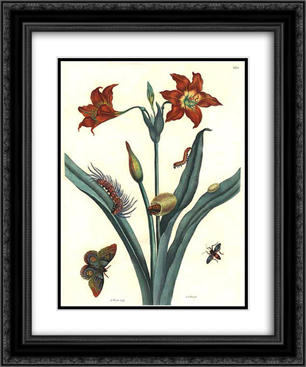 Rote Lilie 20x24 Black Ornate Wood Framed Art Print Poster with Double Matting by Merian, Maria Sibylla