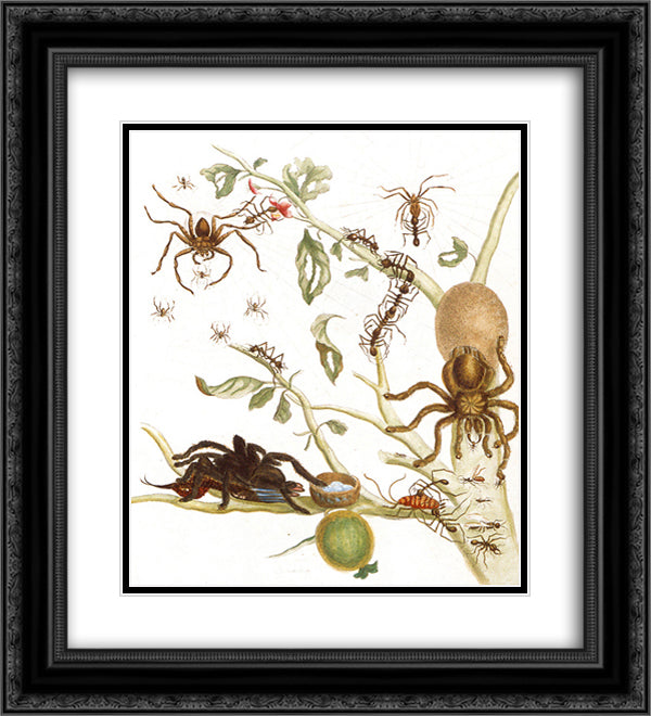 Spiders, ants and hummingbird on a branch of a guava 20x22 Black Ornate Wood Framed Art Print Poster with Double Matting by Merian, Maria Sibylla