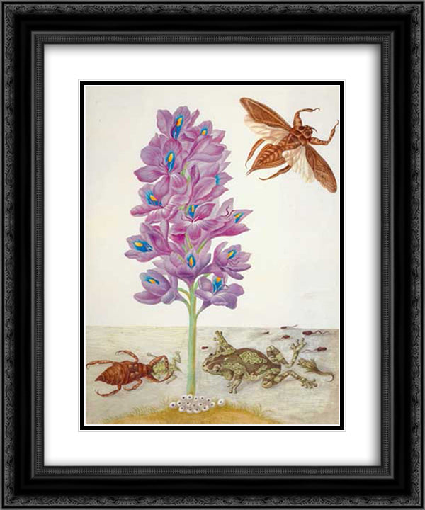Wasserskorpion, Frosche, Kaulquappen und Wasserhyazinthe 20x24 Black Ornate Wood Framed Art Print Poster with Double Matting by Merian, Maria Sibylla