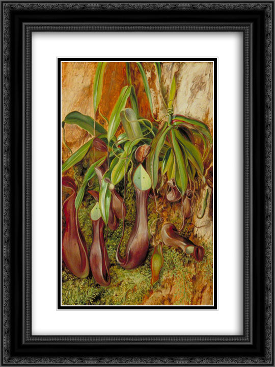 A Bornean Pitcher Plant, Sarawak, Borneo 18x24 Black Ornate Wood Framed Art Print Poster with Double Matting by North, Marianne