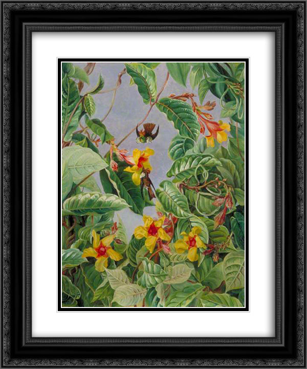 A Brazilian Climbing Shrub and Humming Birds 20x24 Black Ornate Wood Framed Art Print Poster with Double Matting by North, Marianne