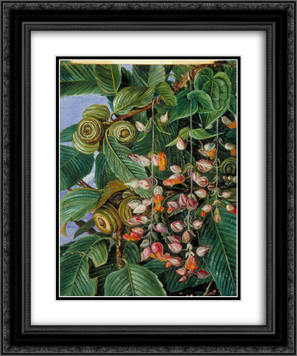 A Darjeeling Oak Festooned with a Climber 20x24 Black Ornate Wood Framed Art Print Poster with Double Matting by North, Marianne