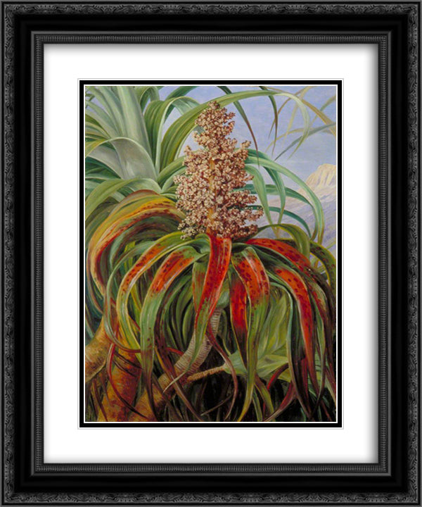 A New Zealand Dracophyllum 20x24 Black Ornate Wood Framed Art Print Poster with Double Matting by North, Marianne