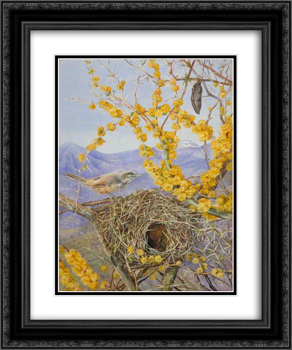 Armed Bird's Nest in Acacia Bush, Chile 20x24 Black Ornate Wood Framed Art Print Poster with Double Matting by North, Marianne