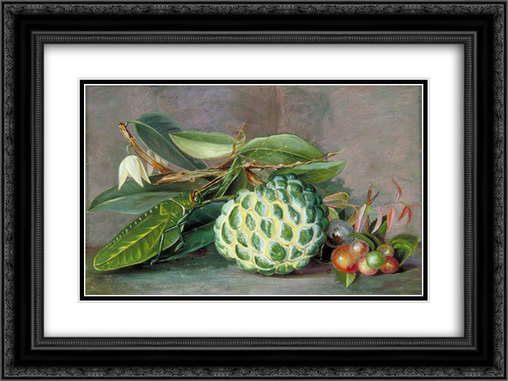 Custard Apple, Native 'Gooseberry' of Sarawak, and Leaf Locust 24x18 Black Ornate Wood Framed Art Print Poster with Double Matting by North, Marianne