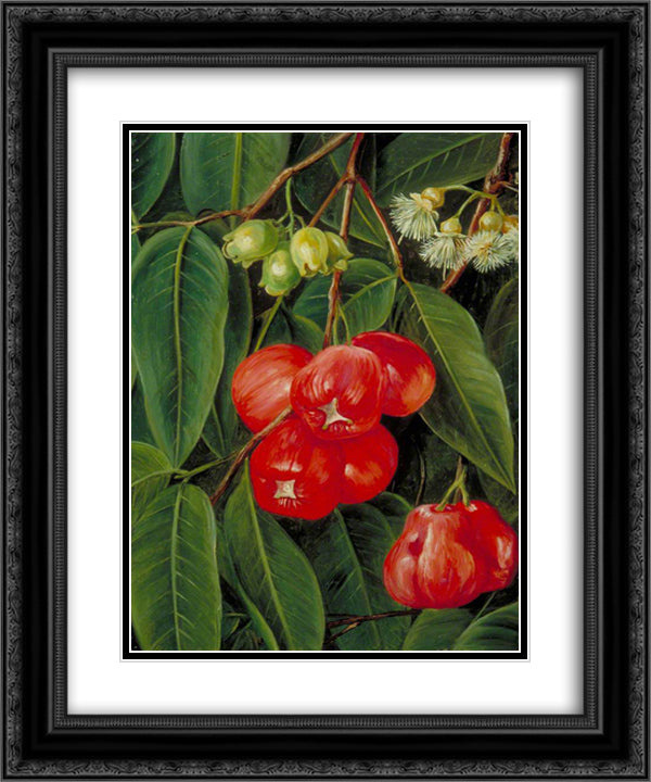 Flowers and Fruit of the Jamboa Boll, Java 20x24 Black Ornate Wood Framed Art Print Poster with Double Matting by North, Marianne