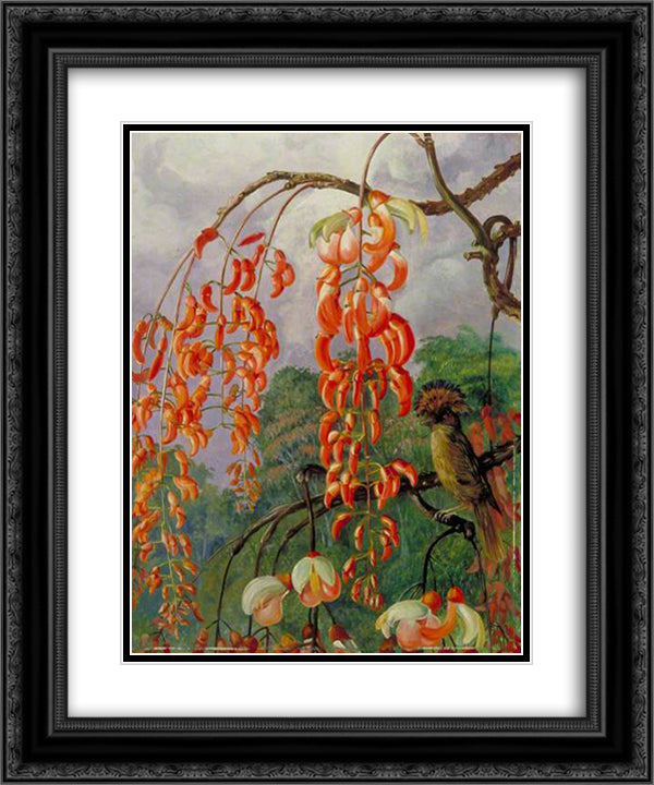 Flowers of a Coral Tree and King of the Flycatchers, Brazil 20x24 Black Ornate Wood Framed Art Print Poster with Double Matting by North, Marianne