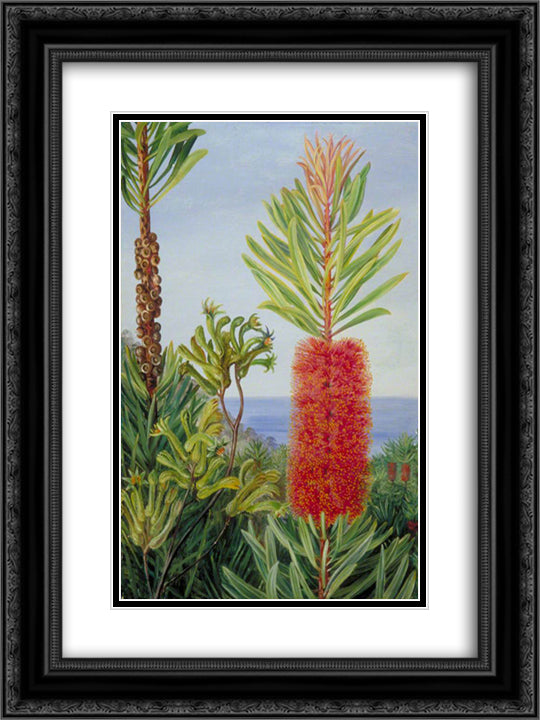 Flowers of a West Australian Shrub and Kangaroo Feet 18x24 Black Ornate Wood Framed Art Print Poster with Double Matting by North, Marianne