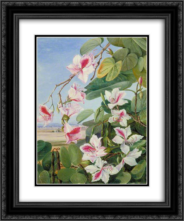 Foliage, Flowers and Fruit of a Common Indian Forest Tree 20x24 Black Ornate Wood Framed Art Print Poster with Double Matting by North, Marianne