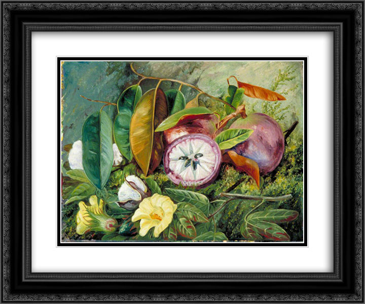 Foliage, Flowers and Seed-Vessels of Cotton and Fruit of Star Apple, Jamaica 24x20 Black Ornate Wood Framed Art Print Poster with Double Matting by North, Marianne
