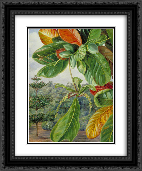 Indian Almond 20x24 Black Ornate Wood Framed Art Print Poster with Double Matting by North, Marianne