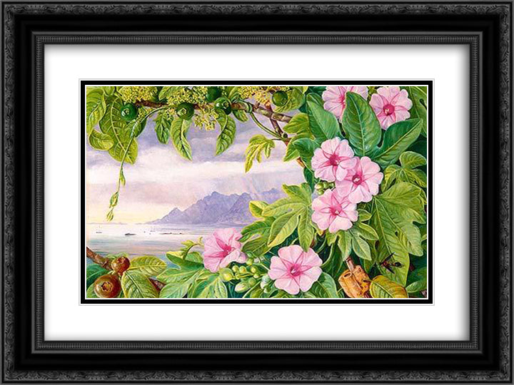 Ipomoea and Vavangue with Mahe Harbour in the distance 24x18 Black Ornate Wood Framed Art Print Poster with Double Matting by North, Marianne