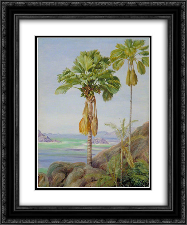 Male and Female Trees of the Coco de Mer in Praslin 20x24 Black Ornate Wood Framed Art Print Poster with Double Matting by North, Marianne